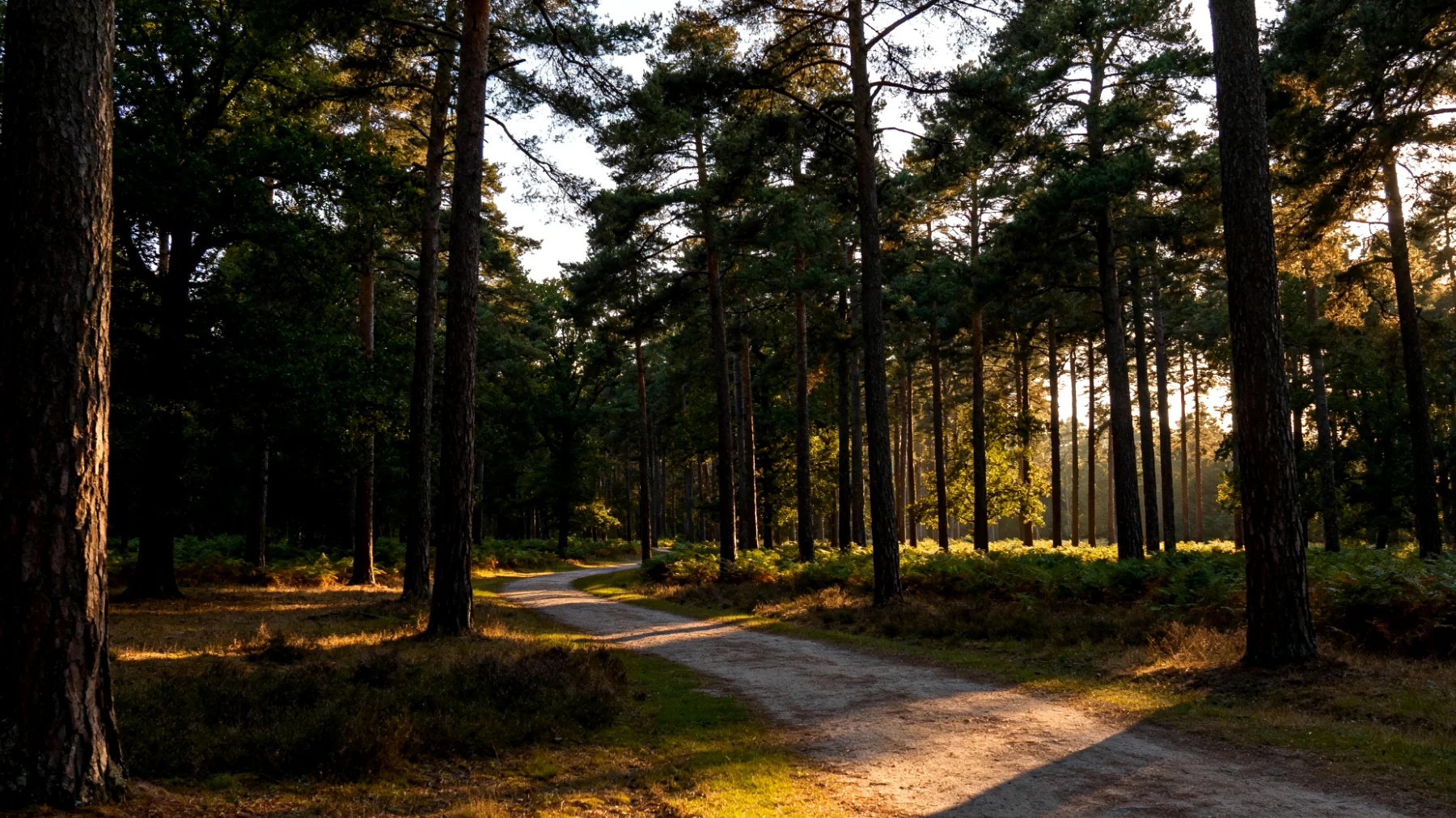 Parco Nazionale Hoge Veluwe"
