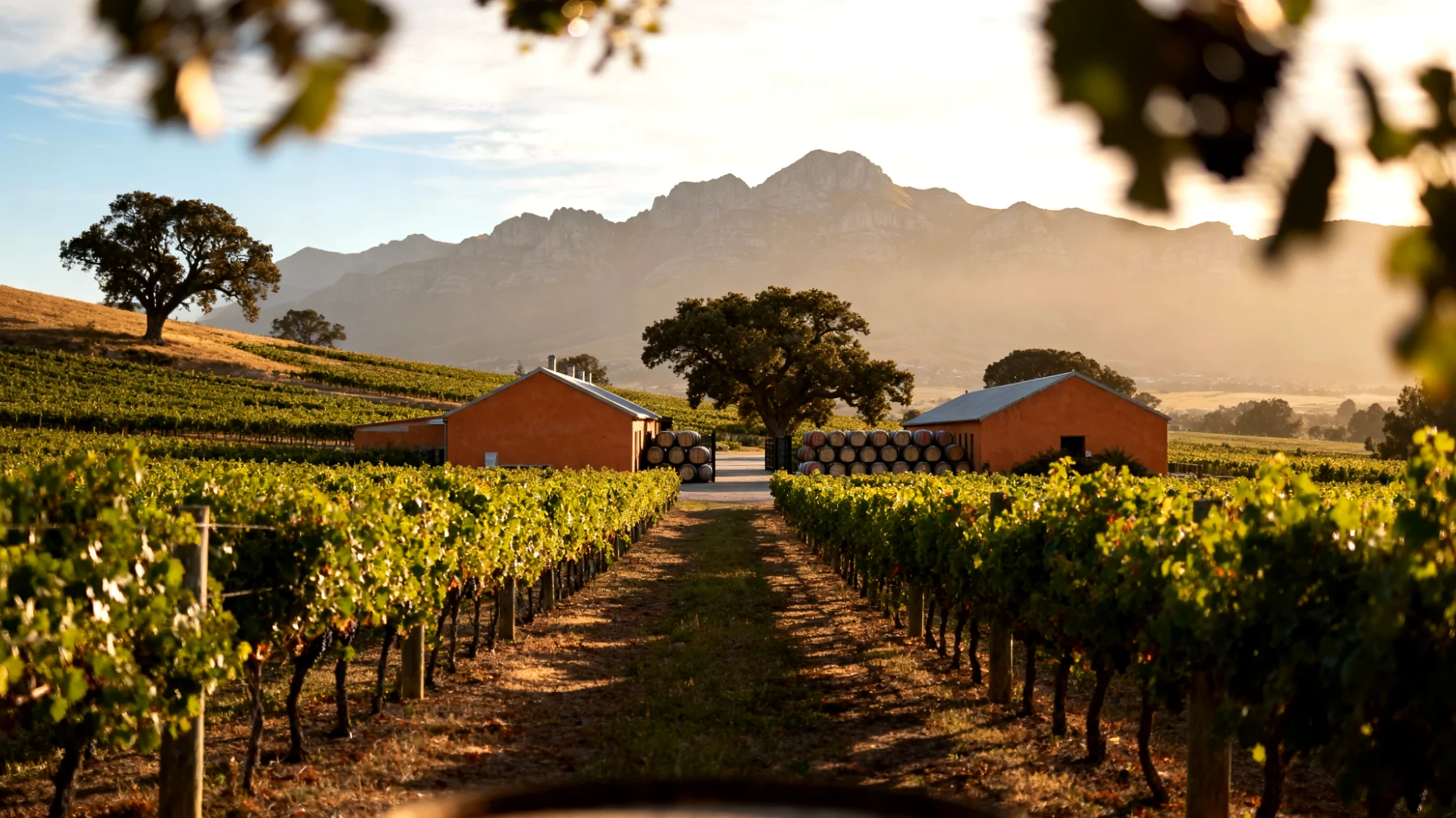 Winelands (Stellenbosch e Franschhoek)"