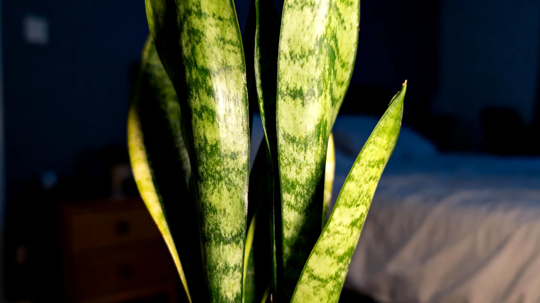 Sansevieria"
